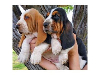 Adorable Kc Registered Basset Hound Puppies