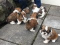 shih-tzu-puppies-available-for-sale-small-0