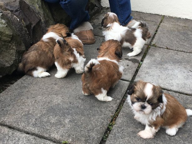 shih-tzu-puppies-available-for-sale-big-0