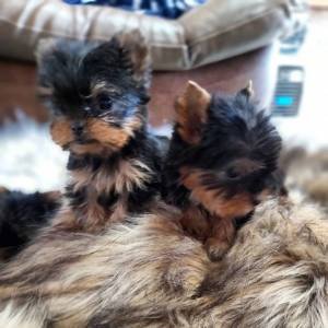 yorkshire-puppies-big-0