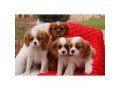 excellent-cavalier-king-charles-spaniel-puppies-small-0