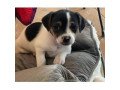 beautiful-jack-russell-puppies-for-sale-small-0