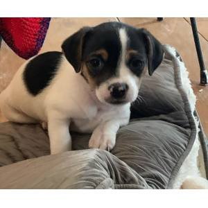 beautiful-jack-russell-puppies-for-sale-big-0