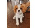 cavalier-king-charles-puppies-small-0