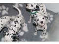dalmatian-puppies-small-0