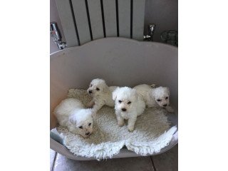Beautiful Bichon frise pups,.