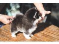 affectionate-pomsky-puppies-available-for-new-home-small-0