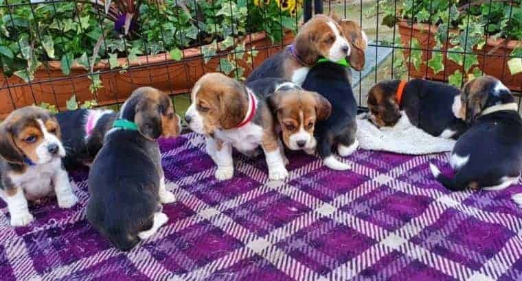 beautiful-beagle-puppies-big-0
