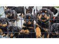 rottweiler-puppies-girls-and-boys-for-sale-small-0