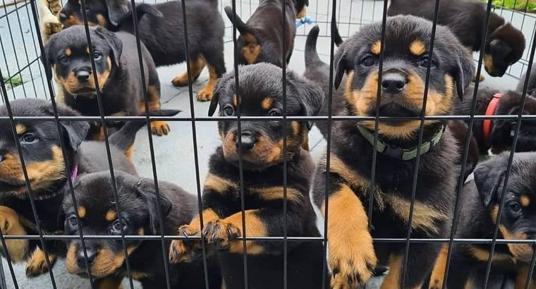 rottweiler-puppies-girls-and-boys-for-sale-big-0