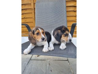 Pedigree Beagle puppies