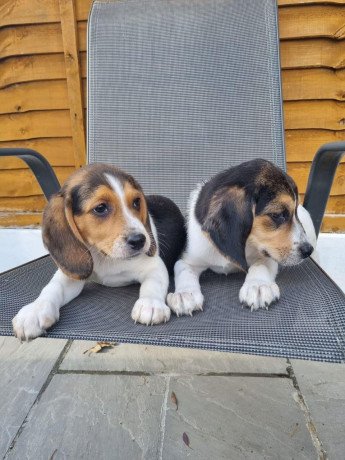 pedigree-beagle-puppies-big-0