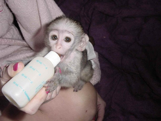 lovely-baby-capuchin-monkeys-for-sale-big-0