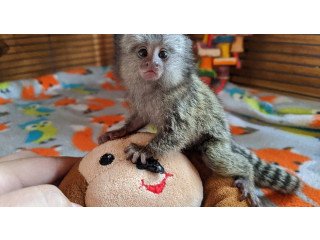 Cute babies pygmy marmoset