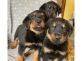 rottweiler-puppies-for-sale-small-0