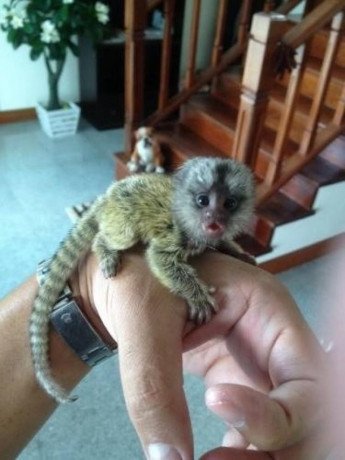 lovely-finger-marmoset-monkeys-available-big-0