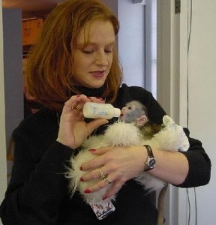 capuchin-monkeys-for-sale-and-adoption-big-0