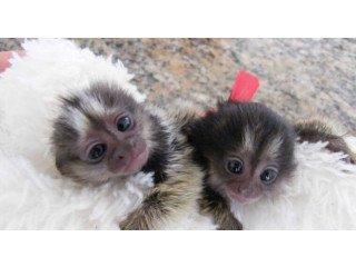 Marmoset Monkeys for sale and adoption