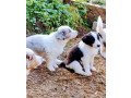 three-beautiful-border-collie-puppies-small-0