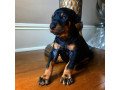 truly-gorgeous-doberman-pups-with-superb-breeding-small-0