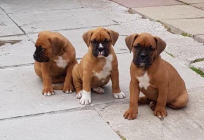 red-and-white-boxer-pups-big-0