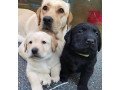 labrador-puppies-both-male-and-female-small-0