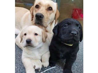 . Labrador puppies both male and female