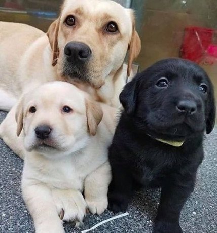 labrador-puppies-both-male-and-female-big-0