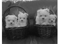 maltese-puppies-both-male-and-female-small-0