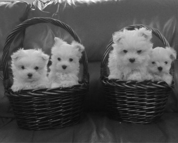 maltese-puppies-both-male-and-female-big-0