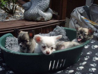 Kennel Club Registered Chihuahuas For Sale +(44) 7440524997