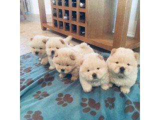 Beautiful Red Kc Reg Chow Chow  Puppies