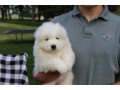 pure-samoyed-puppies-for-sale-small-0