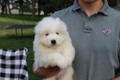 pure-samoyed-puppies-for-sale-big-0