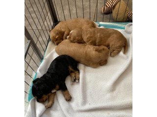 Working Cocker Spaniel Puppies for Sale
