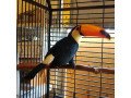 breeding-pair-of-toco-toucans-for-sale-small-1
