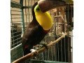 breeding-pair-of-toco-toucans-for-sale-small-0