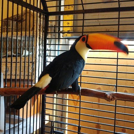breeding-pair-of-toco-toucans-for-sale-big-1