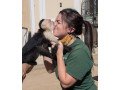 capuchin-monkeys-available-for-adoption-small-0