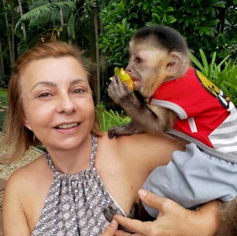 capuchin-monkeys-available-for-adoption-big-1