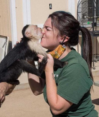 capuchin-monkeys-available-for-adoption-big-0