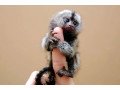 marmoset-monkeys-ready-for-sale-small-0