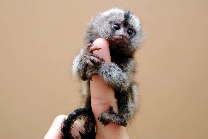 marmoset-monkeys-ready-for-sale-big-0