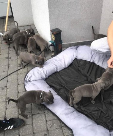 pure-breed-blue-staffordshire-bull-terrier-puppies-big-0