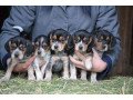 super-cute-tricolor-beagle-puppies-hurry-only-2-male-small-0