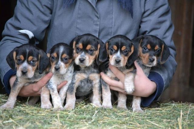 super-cute-tricolor-beagle-puppies-hurry-only-2-male-big-0