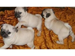 We have a beautiful litter of Pug Puppies.
