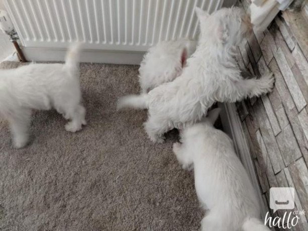 west-highland-terriers-available-big-0
