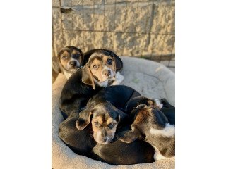 Beagle puppies  for  sale
