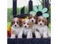 cavachon-puppies-for-sale-small-0